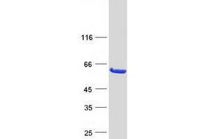 Western Blotting (WB) image for CNDP Dipeptidase 2 (Metallopeptidase M20 Family) (CNDP2) protein (Myc-DYKDDDDK Tag) (ABIN2712907)