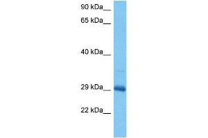 Host:  Mouse  Target Name:  DLX5  Sample Tissue:  Mouse Skeletal Muscle  Antibody Dilution:  1ug/ml (DLX5 Antikörper  (C-Term))