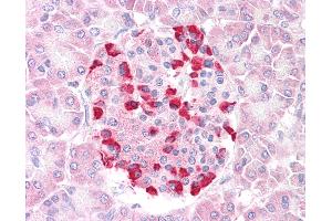 Anti-SOCS4 antibody IHC of human pancreas. (SOCS4 Antikörper  (AA 426-439))