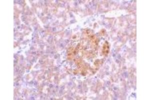 Immunohistochemistry of IL-23 in mouse pancreas tissue with IL-23 antibody at 2 μg/ml.