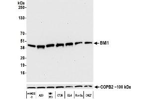 Western Blotting (WB) image for anti-BMI1 Polycomb Ring Finger Oncogene (BMI1) (AA 250-300) antibody (ABIN7455106) (Rekombinanter BMI1 Antikörper  (AA 250-300))