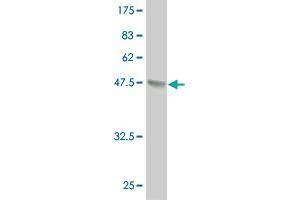 Western Blot detection against Immunogen (37. (IRX6 Antikörper  (AA 337-446))