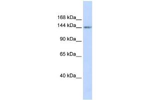 WB Suggested Anti-RBL1 Antibody Titration:  0. (p107 Antikörper  (Middle Region))