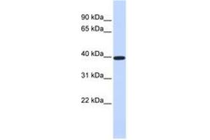 Image no. 1 for anti-X-Ray Repair Complementing Defective Repair in Chinese Hamster Cells 4 (XRCC4) (AA 144-193) antibody (ABIN6742430)