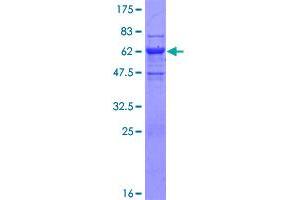 DNAJB2 Protein (AA 1-277) (GST tag)