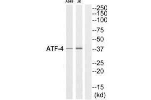 Western blot analysis of extracts from A549 cells and Jurkat cells, using ATF-4 (Ab-219) antibody. (ATF4 Antikörper  (C-Term))