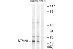 Western blot analysis of extracts from HepG2/A549 cells, treated with PMA 1ng/ml 15', using Stathmin 1 (Ab-37) Antibody. (Stathmin 1 Antikörper  (AA 21-70))
