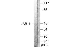 Western Blotting (WB) image for anti-COP9 Constitutive Photomorphogenic Homolog Subunit 5 (Arabidopsis) (COPS5) (Internal Region) antibody (ABIN1848622)