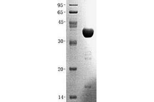 Western Blotting (WB) image for Fructose-1,6-Bisphosphatase 1 (FBP1) (Transcript Variant 1) protein (GST tag) (ABIN2720920)