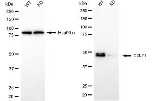 Western blotting analysis using CELF1 antibody (ABIN7798175).