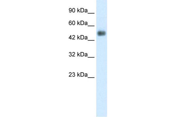 GCM1 Antikörper  (N-Term)