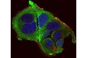 Immunofluorescence analysis of MCF-7 cells using DDIT3 mouse mAb (green).