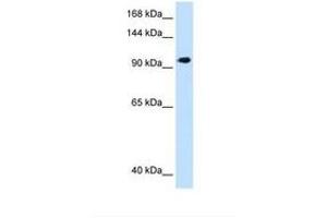 Image no. 1 for anti-SEC63 Homolog (SEC63) (AA 651-700) antibody (ABIN321164) (SEC63 Antikörper  (AA 651-700))