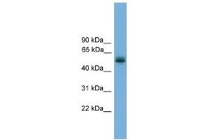 WB Suggested Anti-CCDC76 Antibody Titration: 0. (CCDC76 Antikörper  (N-Term))