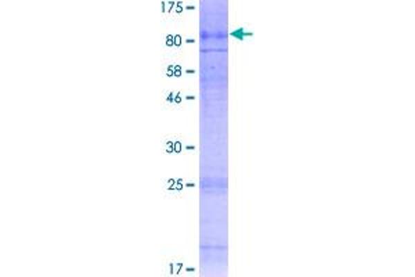 SLC7A4 Protein (AA 1-635) (GST tag)