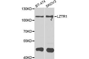 Western blot analysis of extracts of BT474 and SKOV3 cell lines, using LZTR1 antibody. (LZTR1 Antikörper)