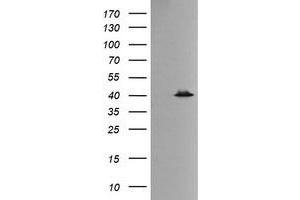 Image no. 2 for anti-Mitogen-Activated Protein Kinase 13 (MAPK13) antibody (ABIN1499952) (MAPK13 Antikörper)