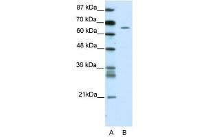 ZNF205 antibody (20R-1197) used at 0. (ZNF205 Antikörper  (N-Term))