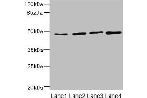 TTC5 antibody  (AA 201-440)