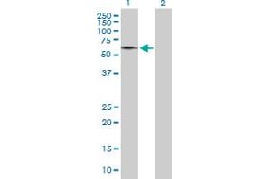 Western Blot analysis of GDPD2 expression in transfected 293T cell line by GDPD2 MaxPab polyclonal antibody.