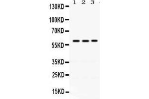 Anti- RAG2 Picoband antibody, Western blottingAll lanes: Anti RAG2  at 0. (RAG2 Antikörper  (C-Term))