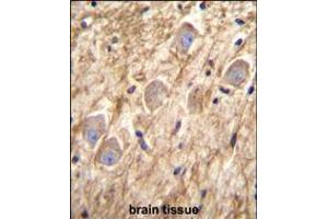 PCDHGA8 Antibody immunohistochemistry analysis in formalin fixed and paraffin embedded human brain tissue followed by peroxidase conjugation of the secondary antibody and DAB staining. (PCDHGA8 Antikörper  (C-Term))