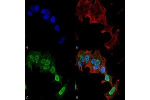 Immunocytochemistry/Immunofluorescence analysis using Mouse Anti-mGluR1/5 Monoclonal Antibody, Clone S75-33 . (Metabotropic Glutamate Receptor 5 Antikörper  (AA 824-1203) (PerCP))