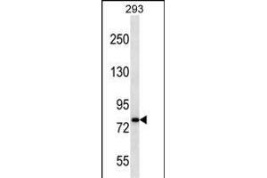 CDH19 Antibody (C-term) (ABIN656875 and ABIN2846076) western blot analysis in 293 cell line lysates (35 μg/lane). (CDH19 Antikörper  (C-Term))