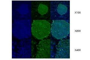 Immunofluorescence (IF) image for anti-Heat Shock Protein 90kDa beta (Grp94), Member 1 (HSP90B1) (AA 676-803) antibody (ABIN317570) (GRP94 Antikörper  (AA 676-803))
