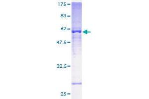 ATP5C1 Protein (AA 1-298) (GST tag)