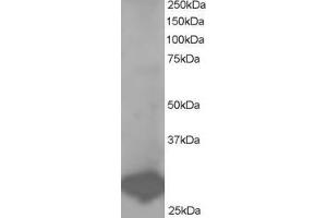 ABIN184725 staining (1µg/ml) of Human Placenta lysate (RIPA buffer, 35µg total protein per lane). (BCAP31 Antikörper  (C-Term))