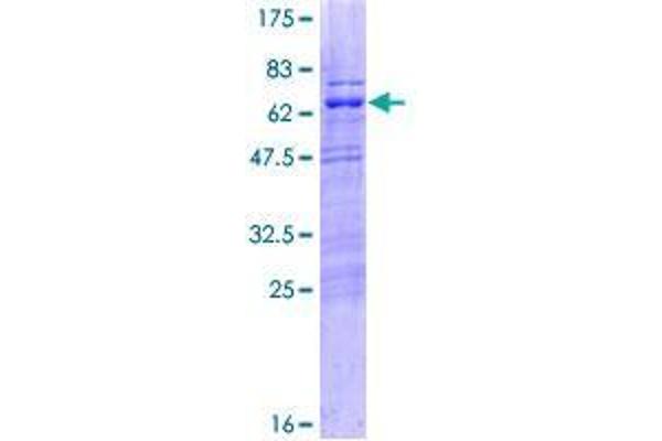 MIS18 Binding Protein 1 (MIS18BP1) (AA 1-314) protein (GST tag)