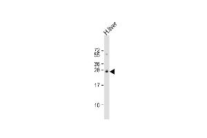 Anti-OPRS1 Antibody (N-term) at 1:1000 dilution + human liver lysate Lysates/proteins at 20 μg per lane. (SIGMAR1 Antikörper  (N-Term))