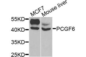 Western blot analysis of extracts of MCF7 and mouse liver cells, using PCGF6 antibody.