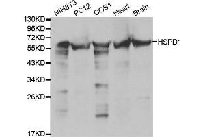 Western Blotting (WB) image for anti-Heat Shock 60kDa Protein 1 (Chaperonin) (HSPD1) (AA 27-240) antibody (ABIN3021182)