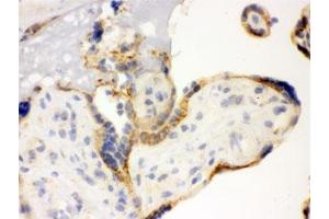 IHC testing of frozen human placenta with TLR7 antibody.