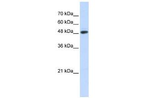 C14ORF130 antibody used at 1 ug/ml to detect target protein.