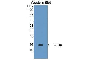 Western Blotting (WB) image for anti-Chemokine (C-X-C Motif) Ligand 1 (Melanoma Growth Stimulating Activity, Alpha) (CXCL1) (AA 25-96) antibody (ABIN3201226)