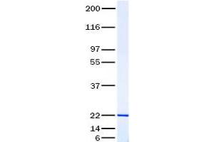 Validation with Western Blot (Prolactin Protein (PRL) (Transcript Variant 1))