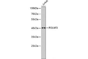 Western blot analysis of extracts of Jurkat cells using POU4F3 Polyclonal Antibody at dilution of 1:1000. (POU4F3 Antikörper)