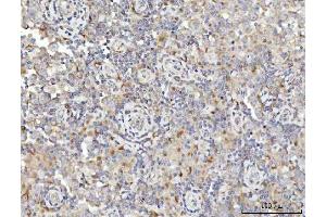 IHC analysis of SPATA18 using anti-SPATA18 antibody (ABIN7601020). (SPATA18 Antikörper  (AA 27-490))