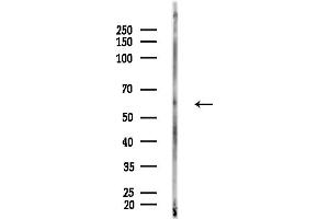 anti-Quiescin Q6 Sulfhydryl Oxidase 1 (QSOX1) (Internal Region) antibody