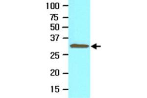Cell lysate of Jurkat (30 ug) was resolved by SDS-PAGE and probed with TOLLIP monoclonal antibody, clone k1B17  (1:500). (TOLLIP Antikörper  (AA 61-274))