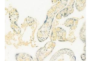 anti-Coenzyme Q Biosynthesis Protein 7 (Coq7) (Internal Region) antibody