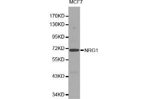 Western blot analysis of MCF7 cell lysate using NRG1 antibody. (Neuregulin 1 Antikörper  (AA 20-241))
