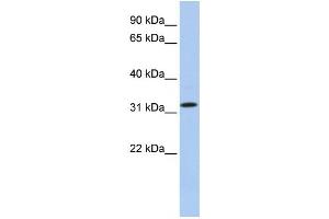 Western Blotting (WB) image for anti-Chromosome 15 Open Reading Frame 26 (C15orf26) antibody (ABIN2459651) (C15orf26/CFAP161 Antikörper)