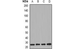 Western blot analysis of PRG2 expression in MCF7 (A), HL60 (B), mouse kidney (C), mouse heart (D) whole cell lysates.