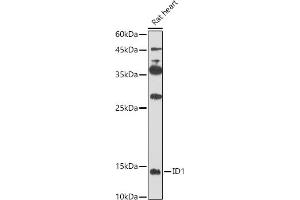Western blot analysis of extracts of Rat heart, using ID1 antibody (ABIN6130480, ABIN6142136, ABIN6142137 and ABIN6224493) at 1:500 dilution. (ID1 Antikörper  (AA 1-155))