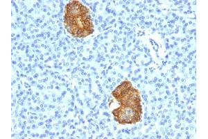 Formalin-fixed, paraffin-embedded human Pancreas stained with Insulin Mouse Monoclonal Antibody (E2-E3+2D11-H5). (Insulin Antikörper)