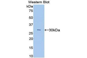 Western Blotting (WB) image for anti-Angiopoietin-Like 4 (ANGPTL4) (AA 182-394) antibody (ABIN1858006) (ANGPTL4 Antikörper  (AA 182-394))